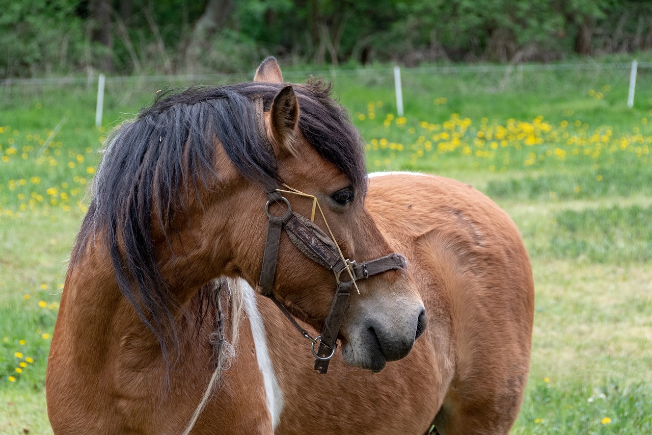 the horse  the mane  the head of the free photo