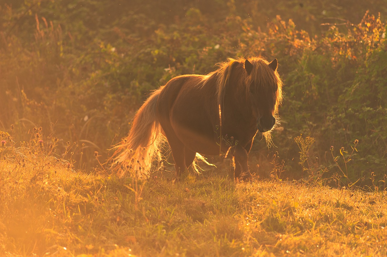 the horse  meadow  sunrise free photo