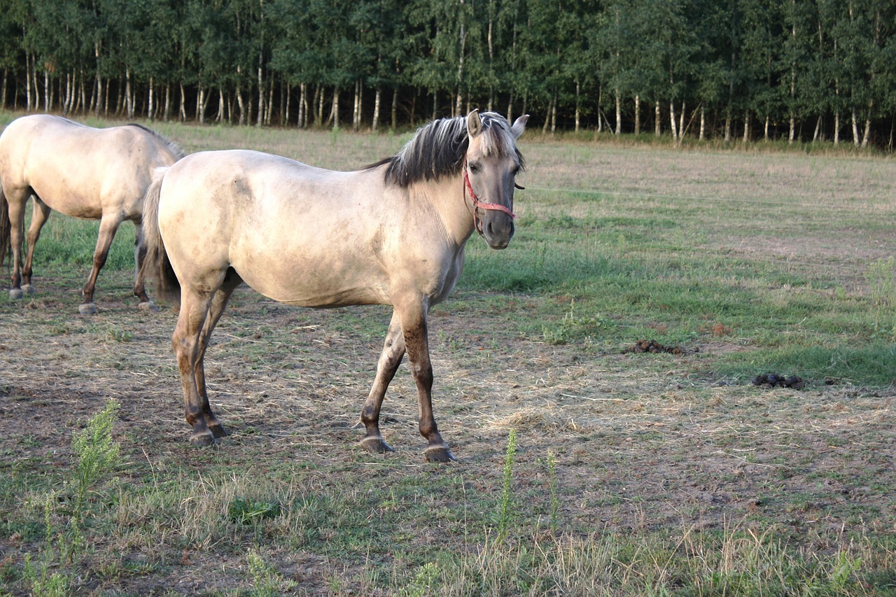 the horse polish horse brown free photo