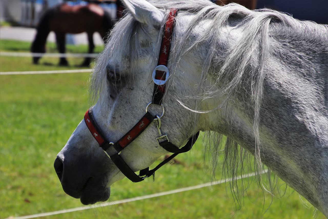 the horse  head  stallion free photo