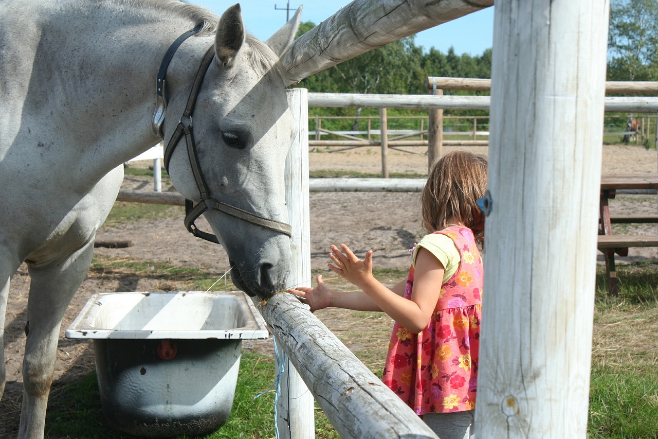the horse child feed free photo