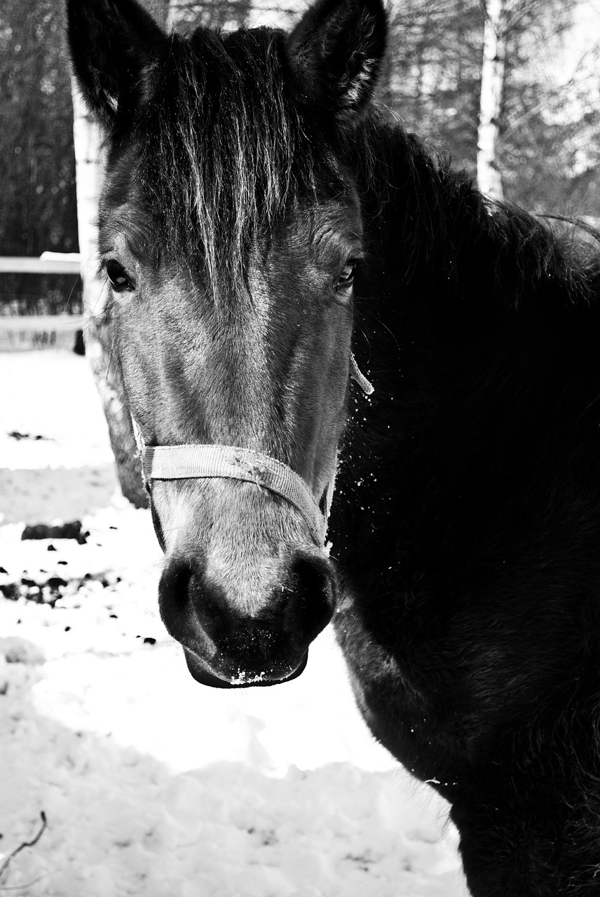 the horse winter animal free photo