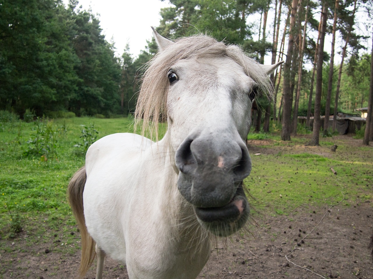 the horse closeup animal free photo