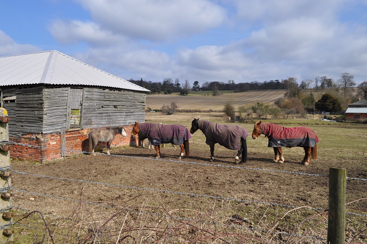 the horse nature animal free photo