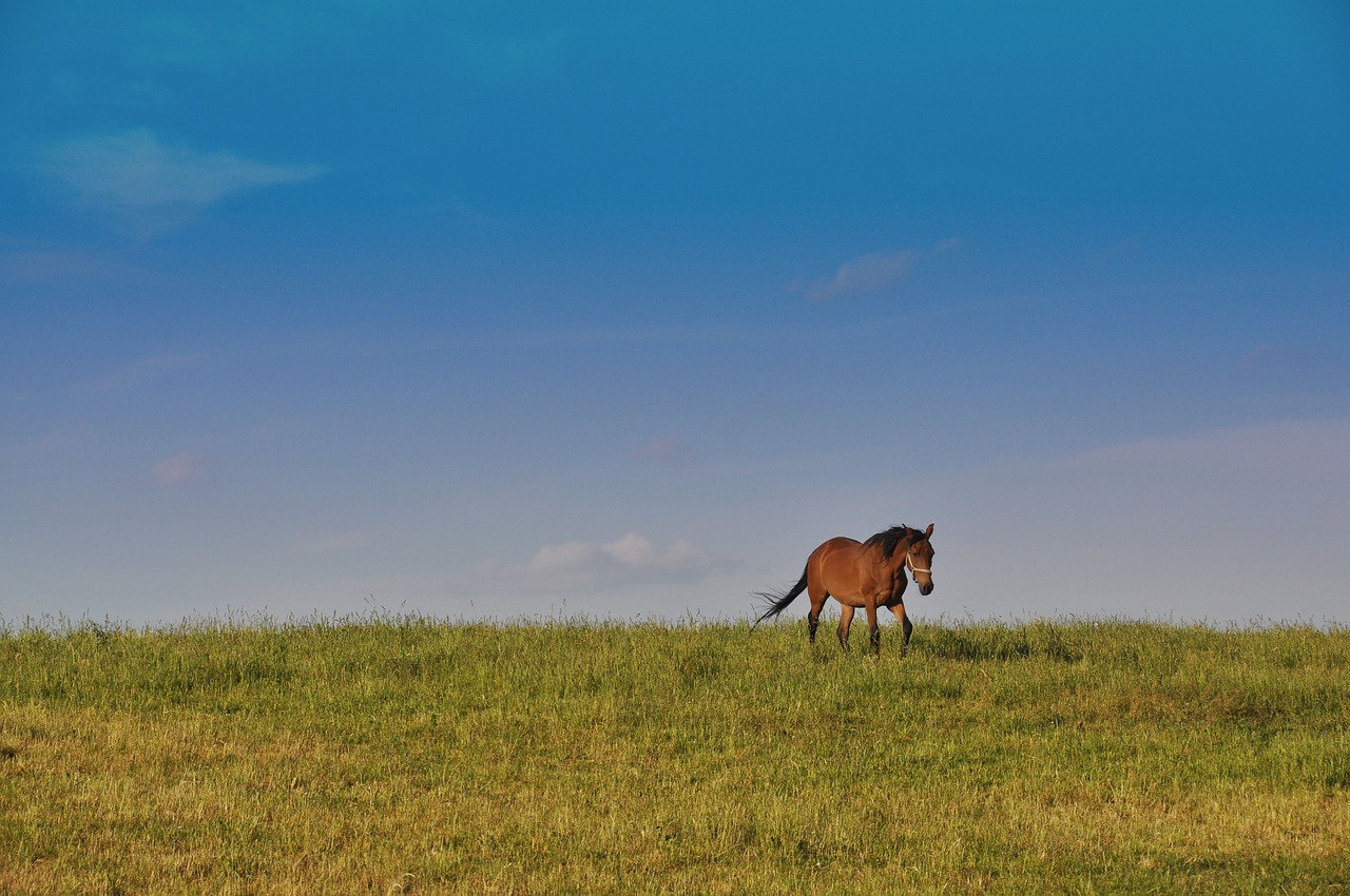 the horse freedom nature free photo