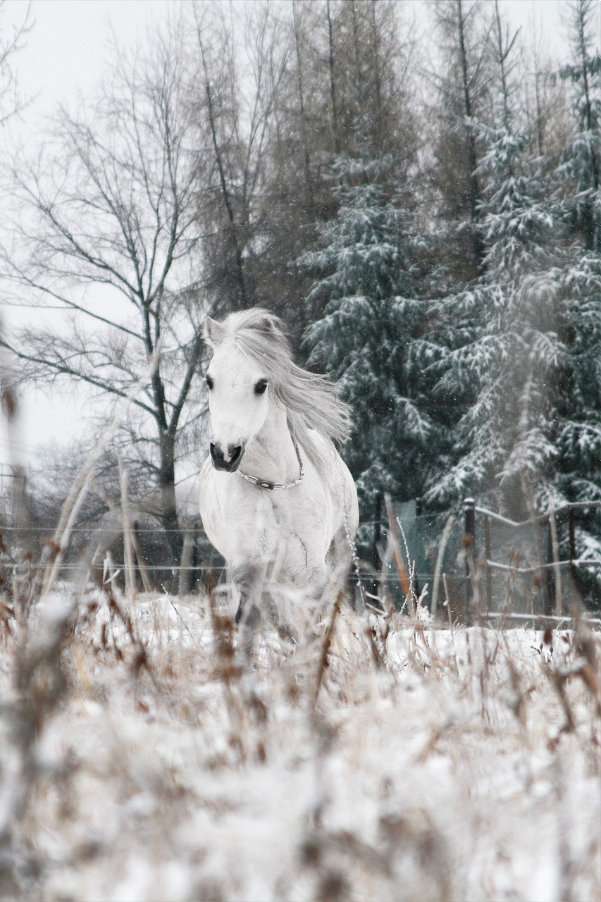 the horse pony animal free photo