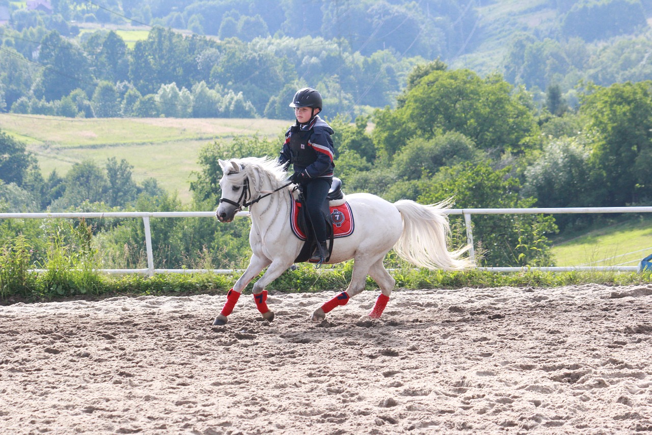 the horse pony animal free photo