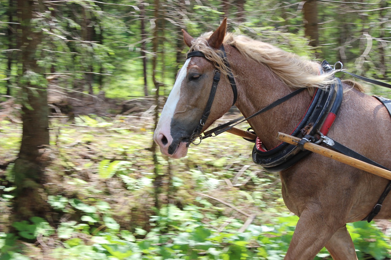 the horse gear mountains free photo