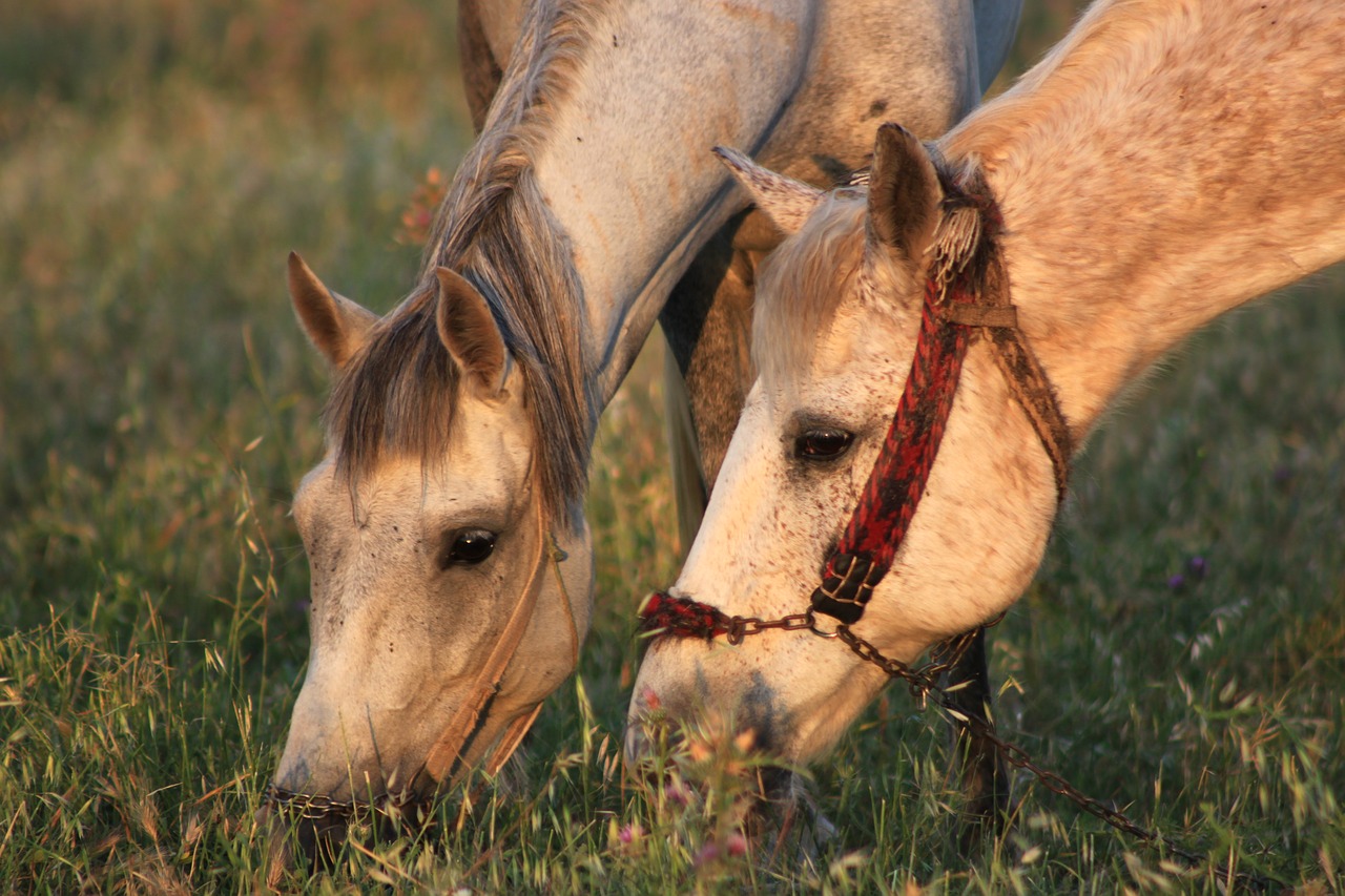 the horses are grassland grass free photo