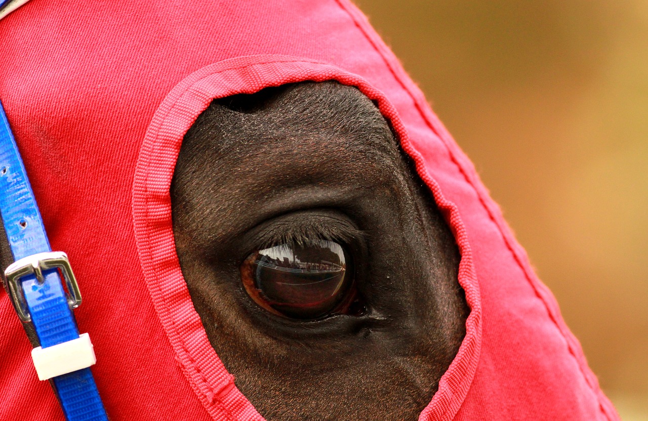 the horses are race horse eyes free photo