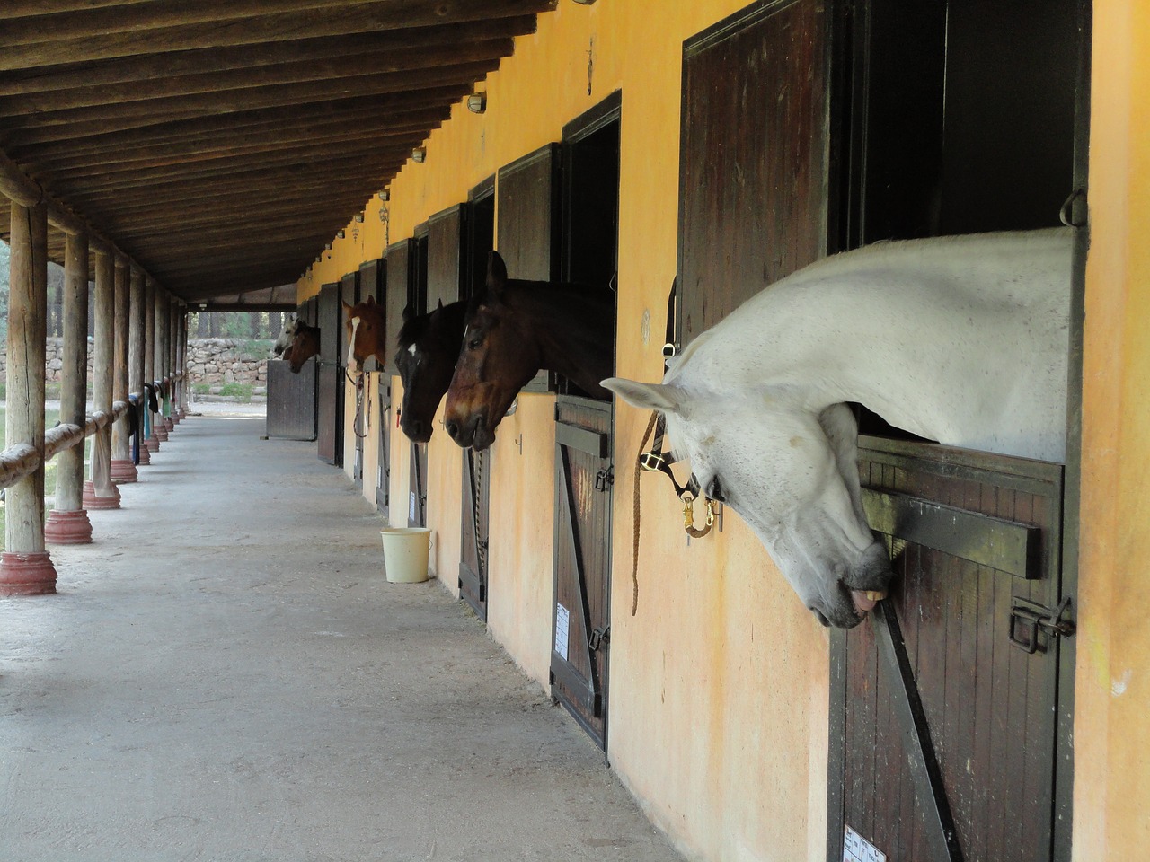 the horses are  barn  white free photo