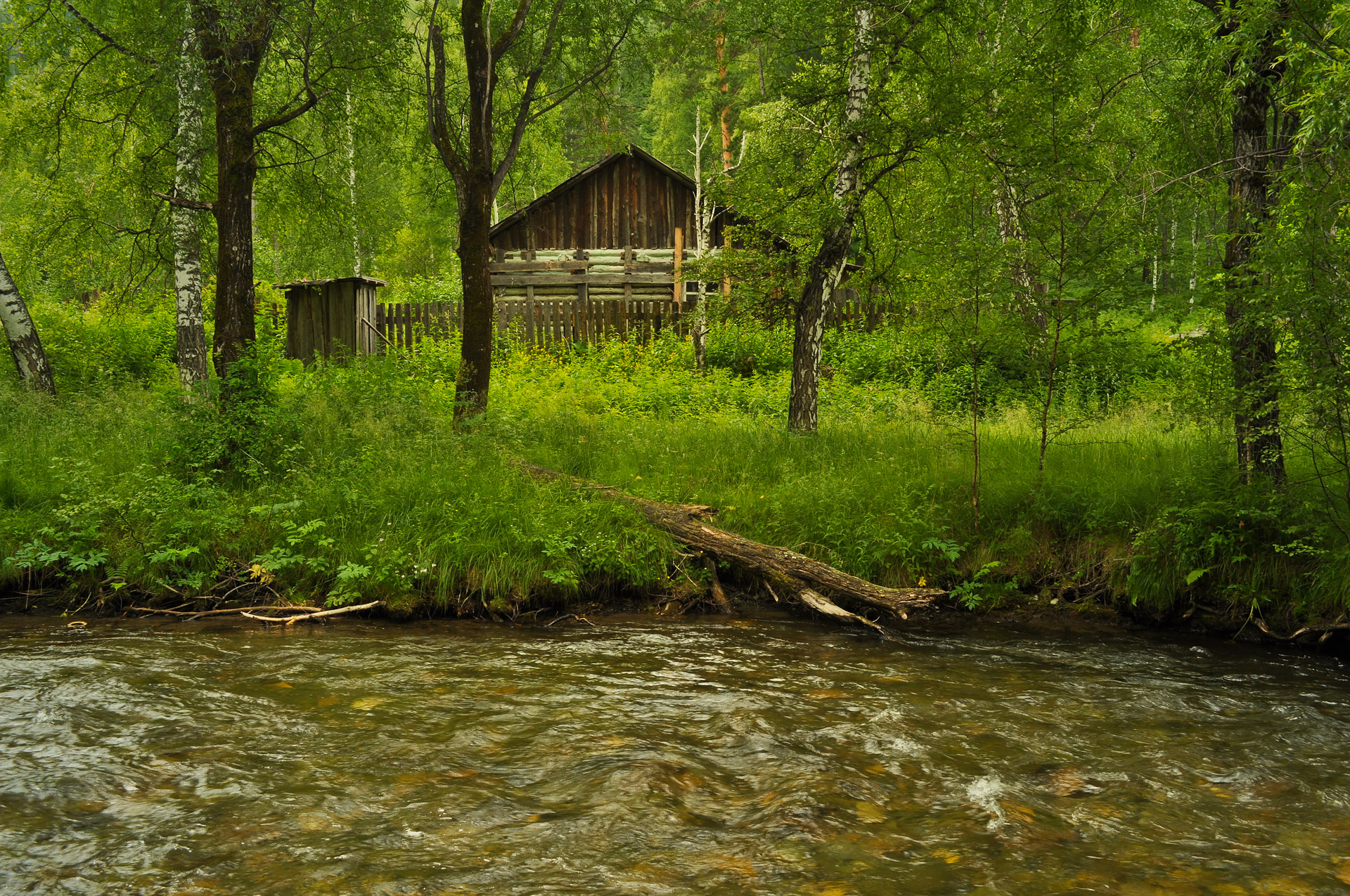 forest nature house free photo