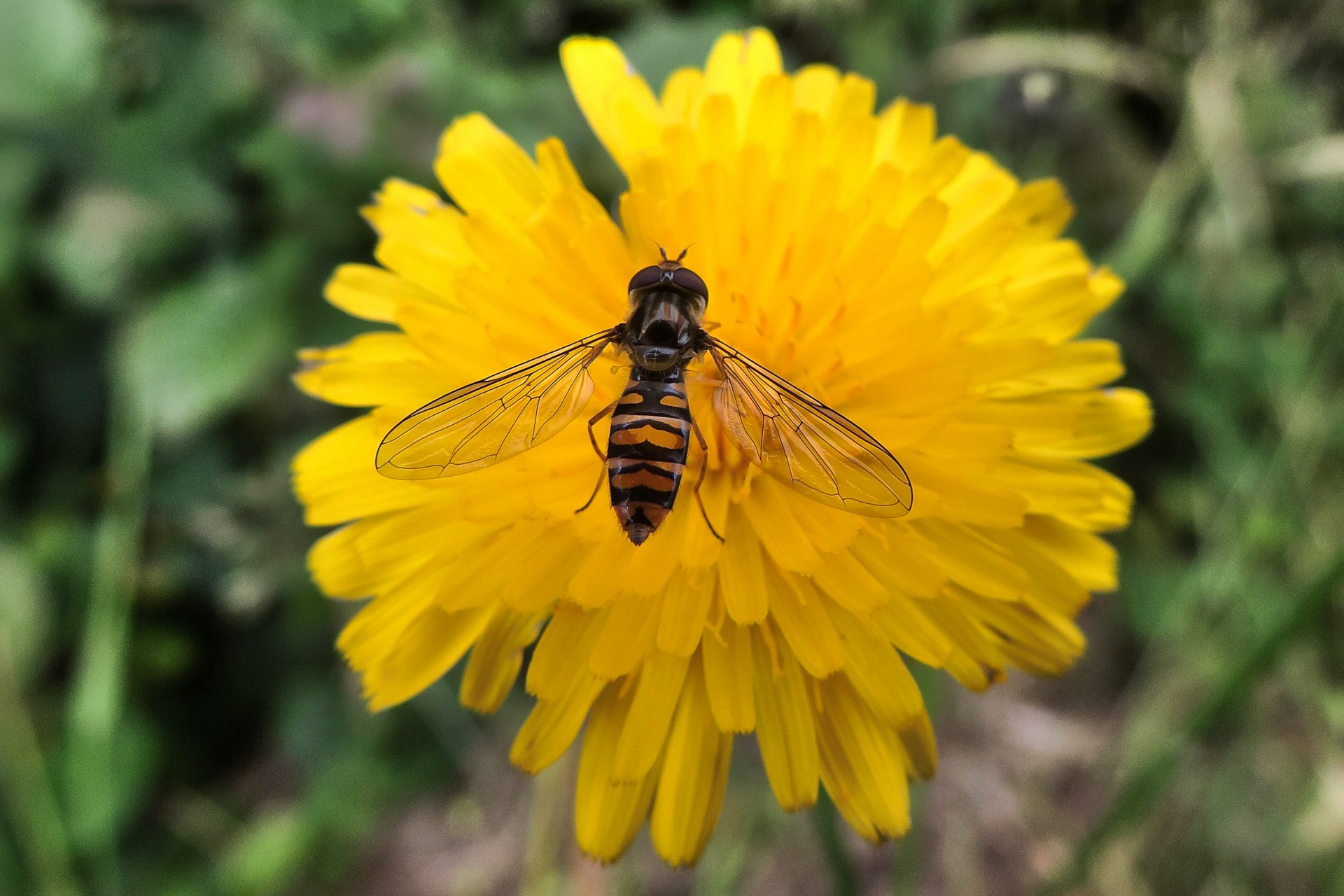 hoverfly insect bug free photo