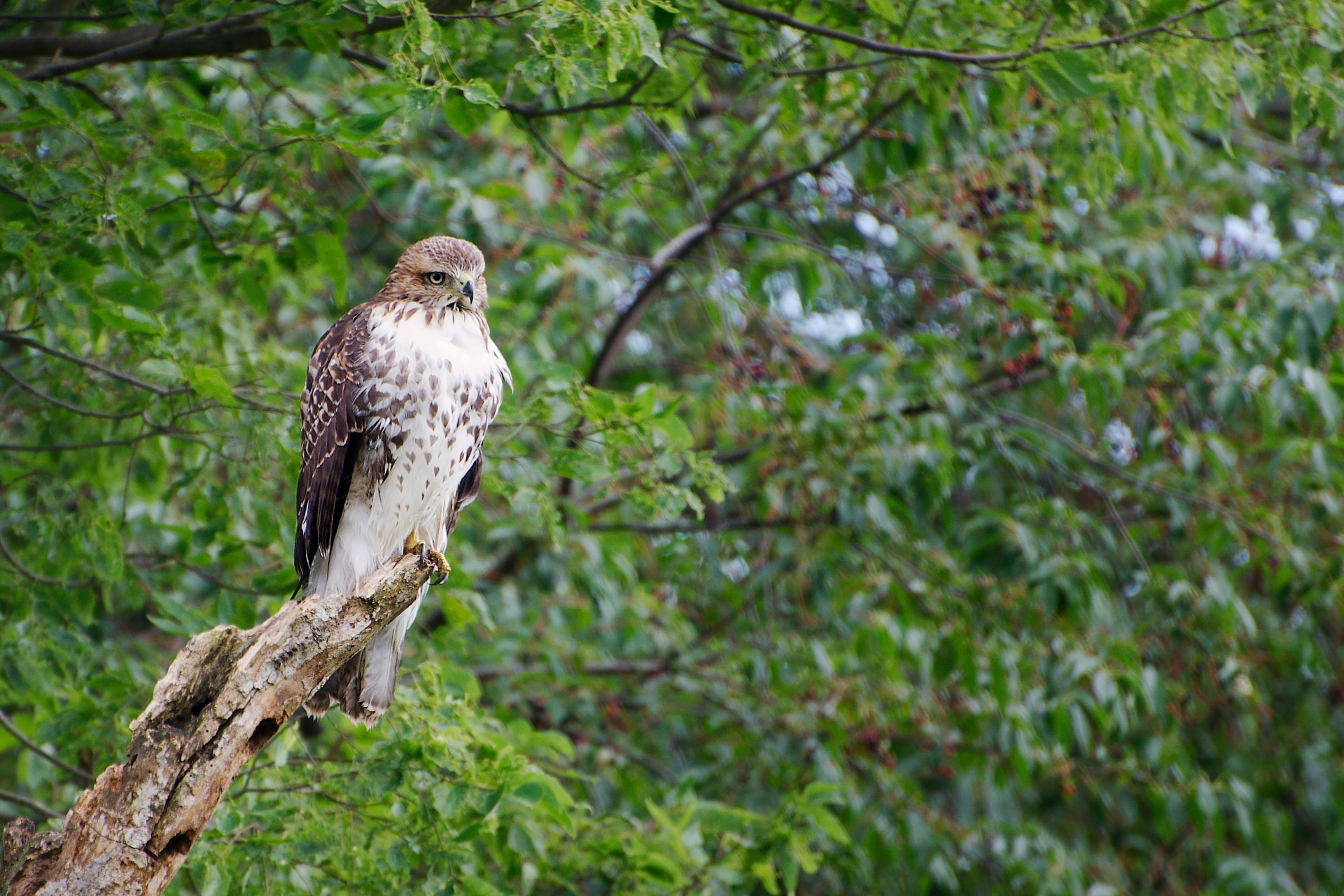 bird hawk hunt free photo