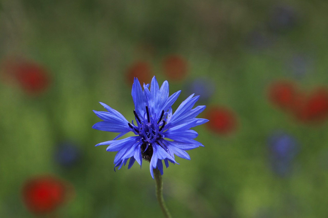 the idyll  fresh  blooming free photo