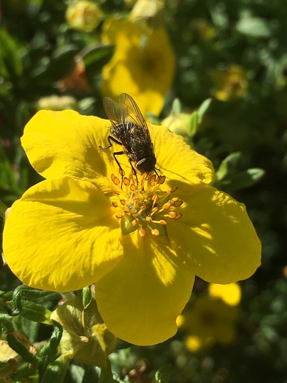 the insect flower shrub free photo