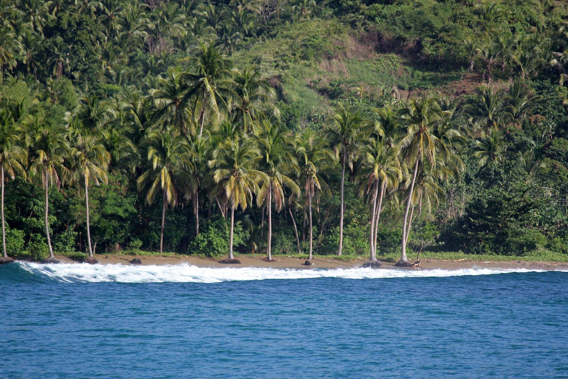 island coconut tree plants free photo