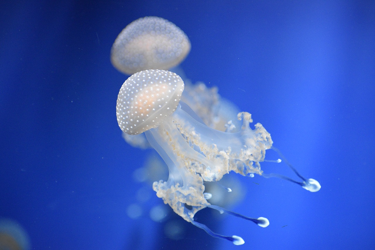 the jellyfish  naturals  sea creatures free photo
