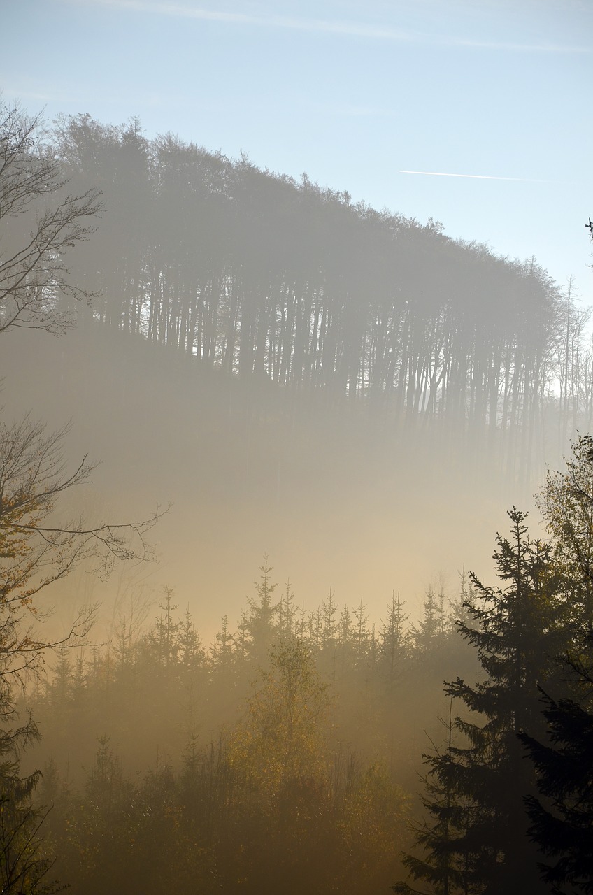 the jeseníky mountains  calamity  bark beetle free photo