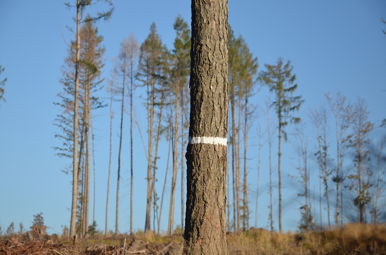 the jeseníky mountains  calamity  bark beetle free photo