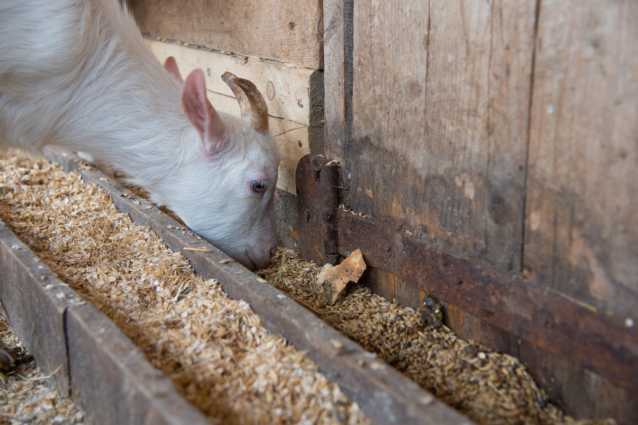 the kid goat eating free photo