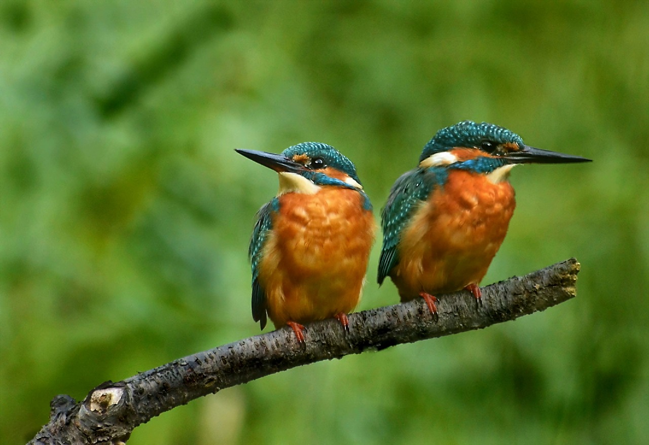 the-kingfishers  colorful  nature free photo