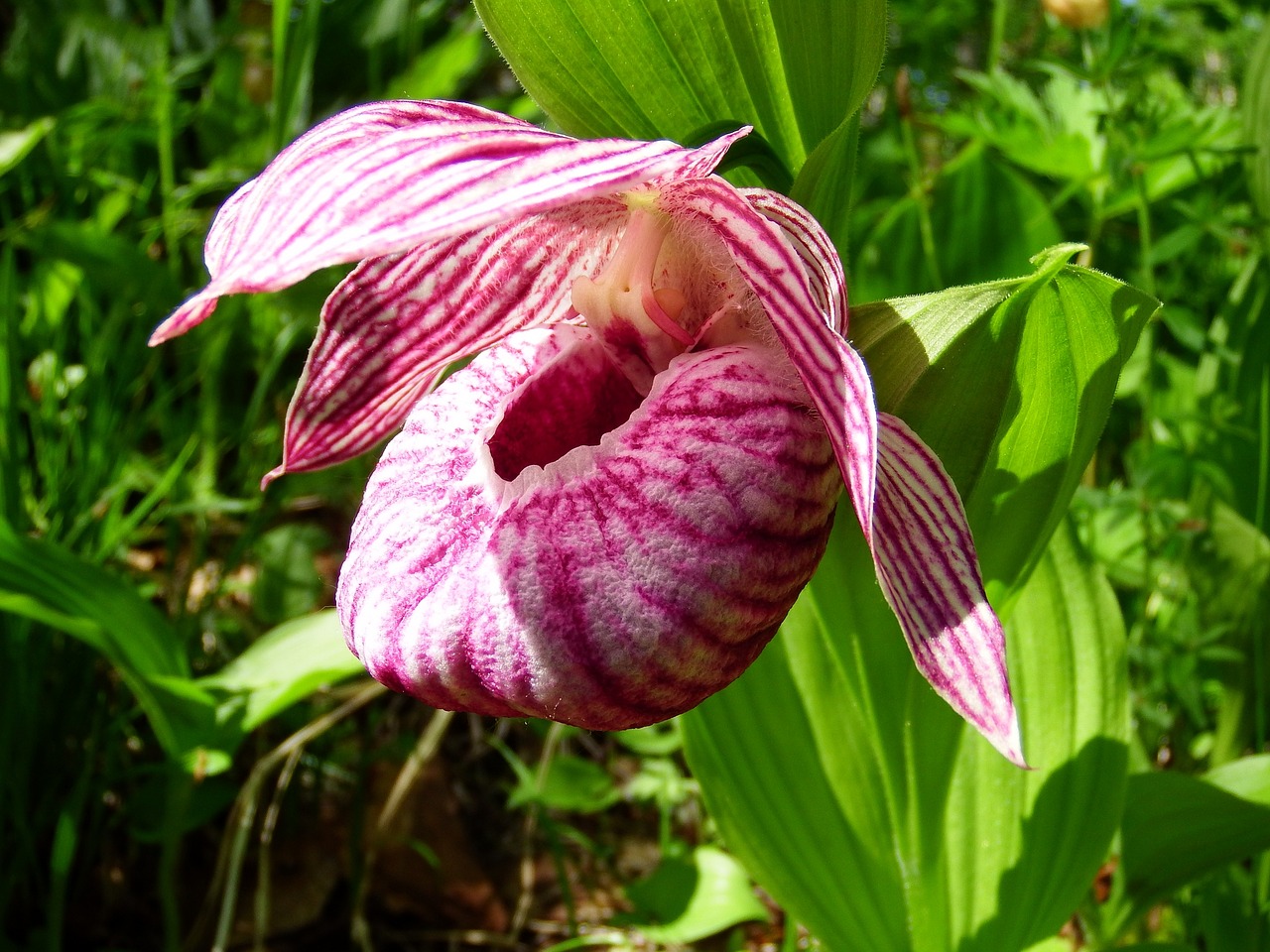 the lady's slipper large-flowered forest orchid shearling free photo