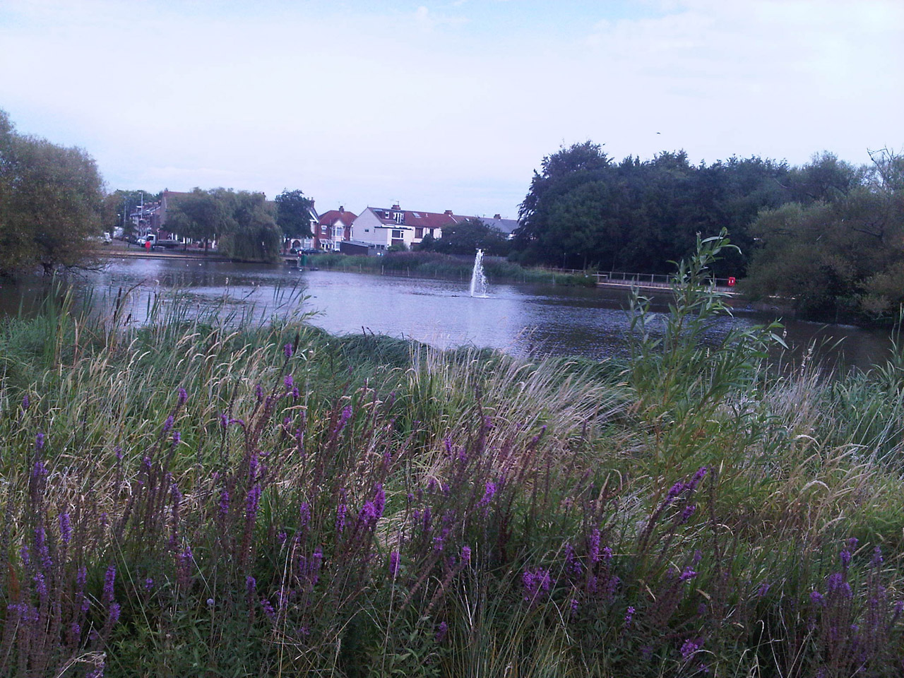 lake water flowers free photo