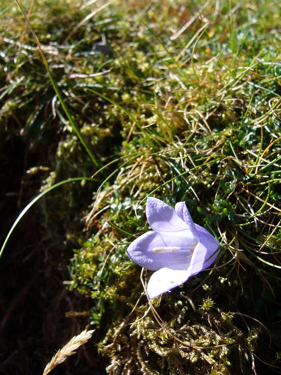 the lake district flower nature free photo