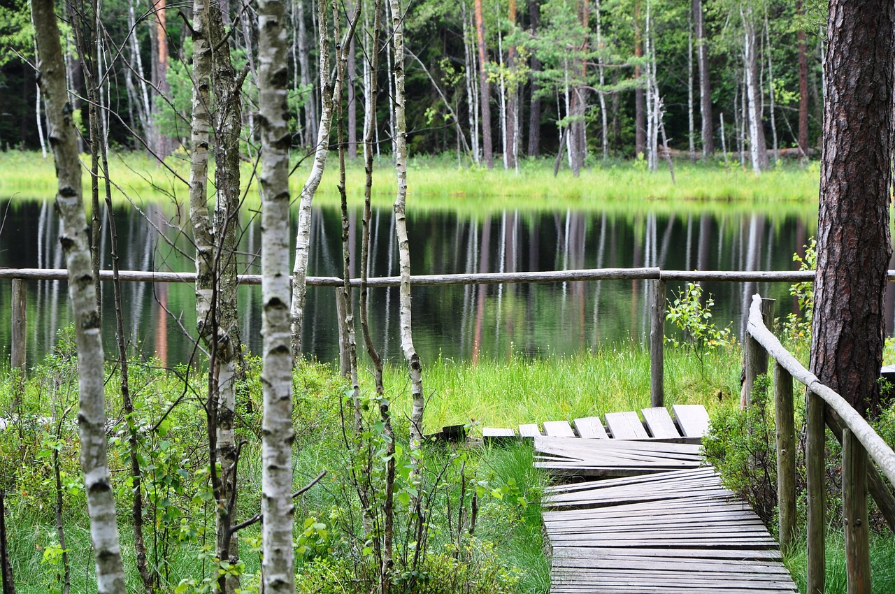 the lake is dystrophic  lake  water free photo