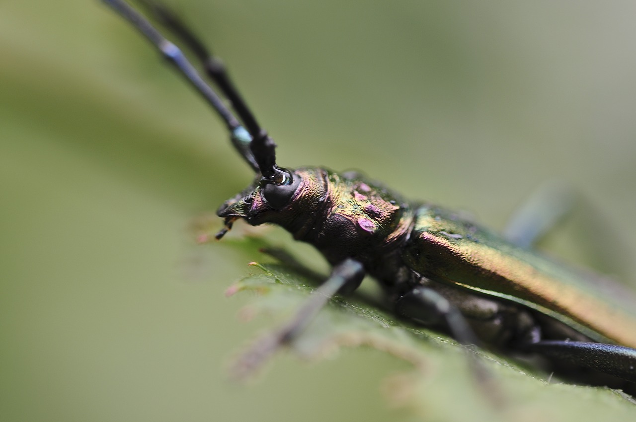 the large oak trees or hero bock beetle insect free photo