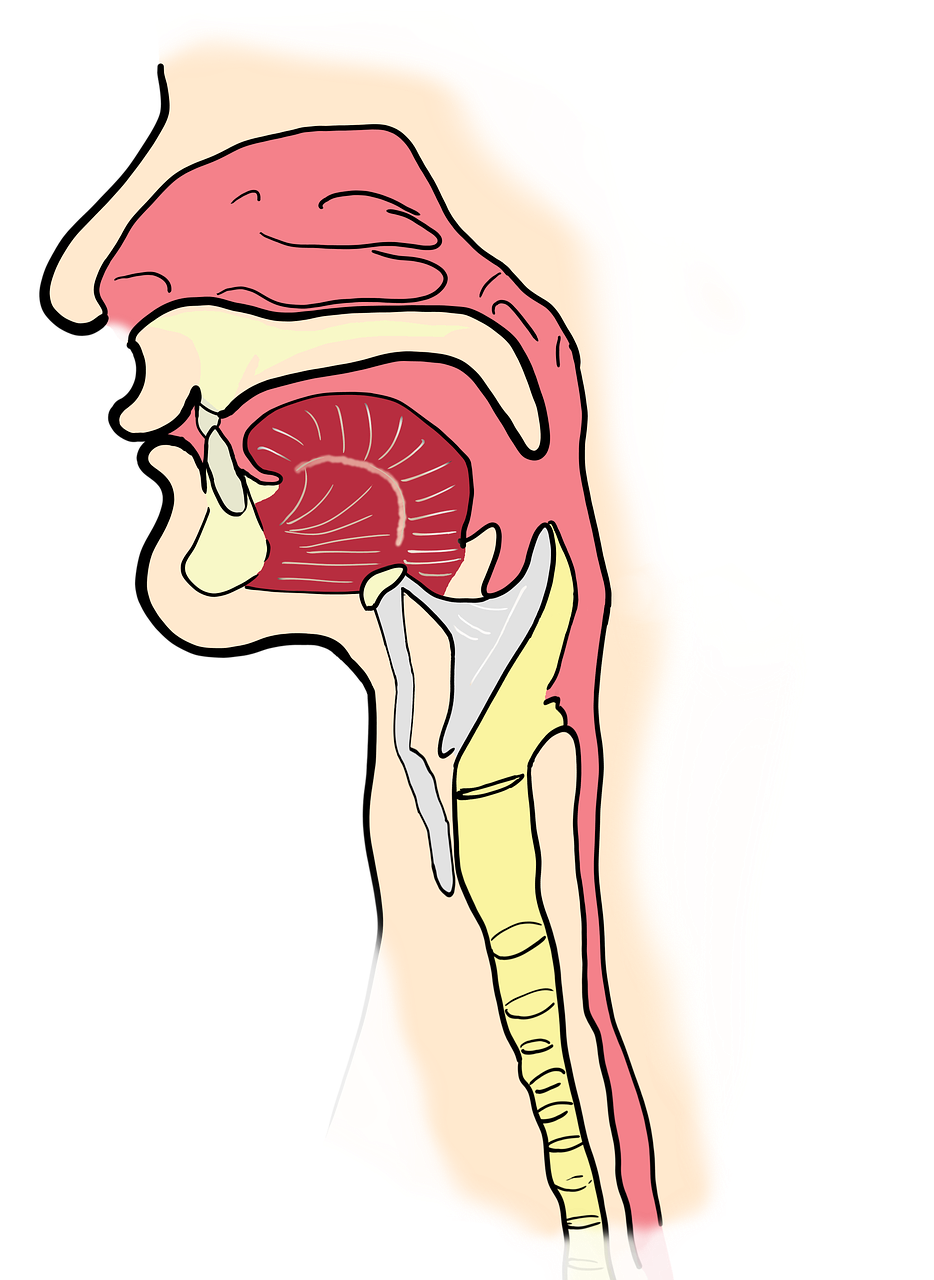 the larynx the pharynx anatomy free photo