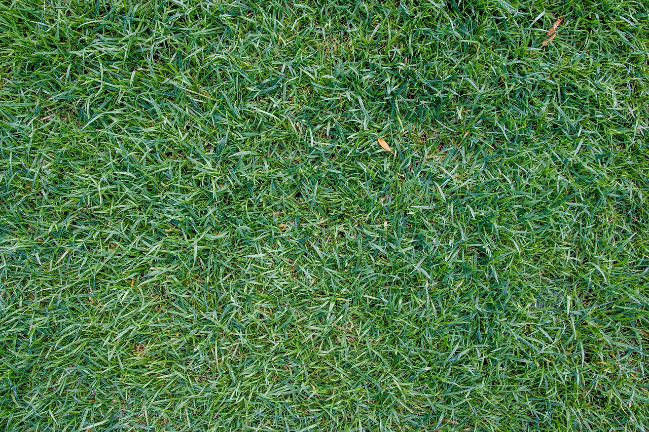 the lawn grass ya japan free photo