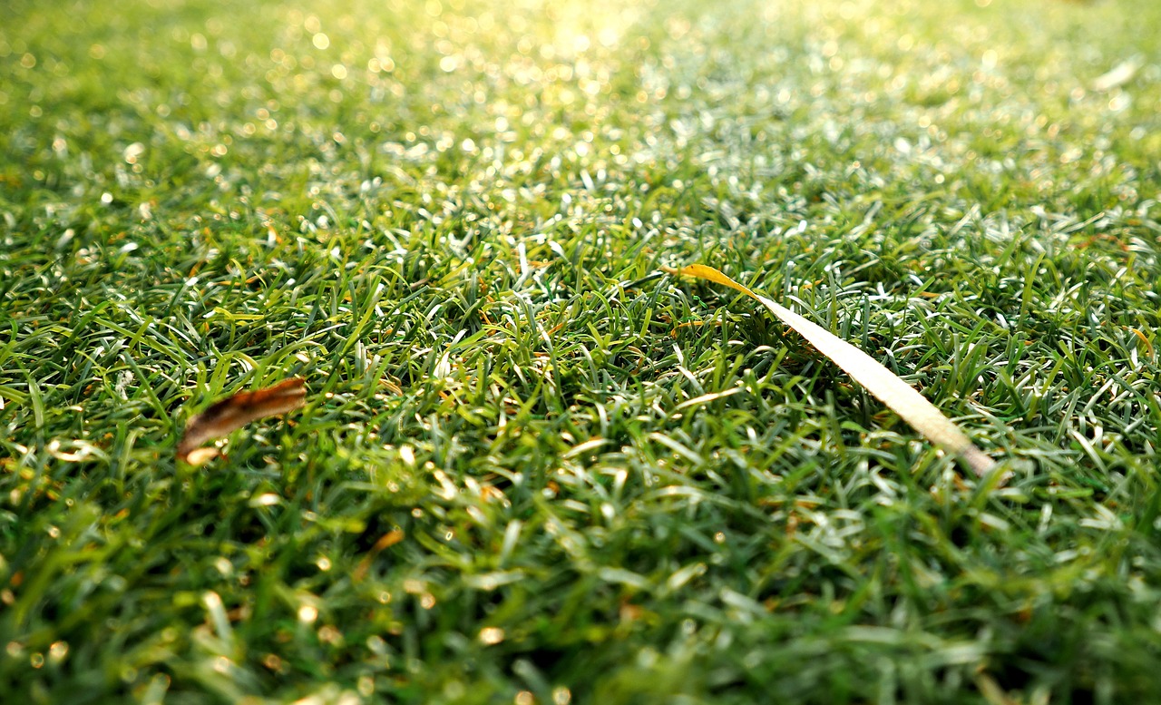 the lawn surface of grass green free photo