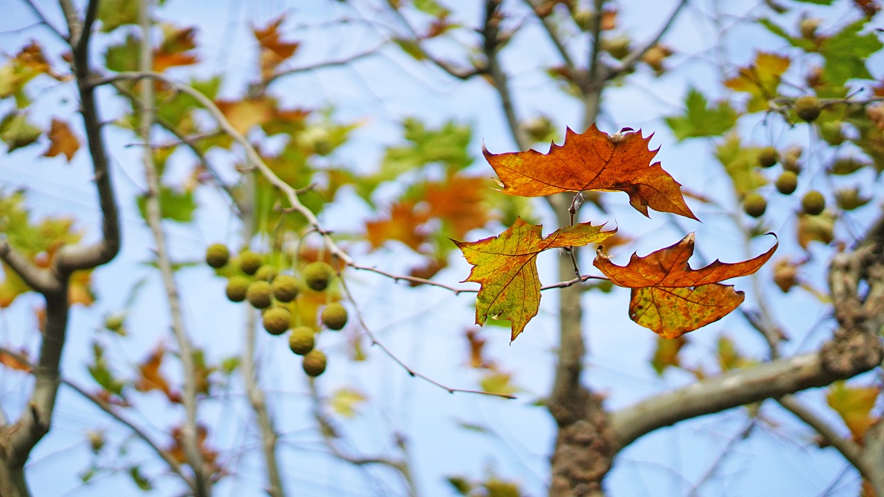 the leaves autumn indus free photo