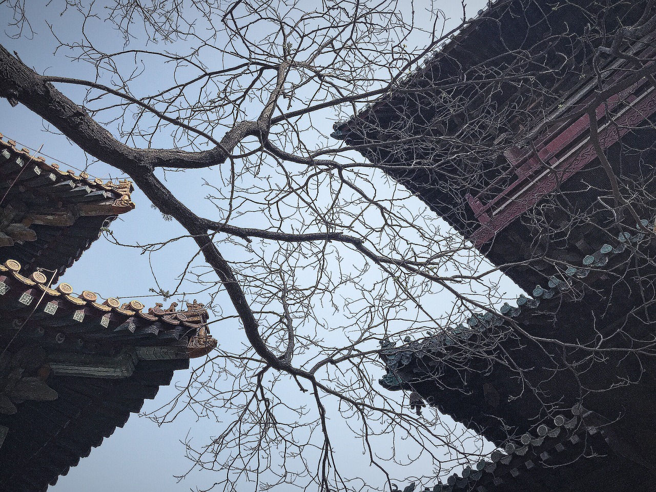 the leaves ancient architecture sky free photo