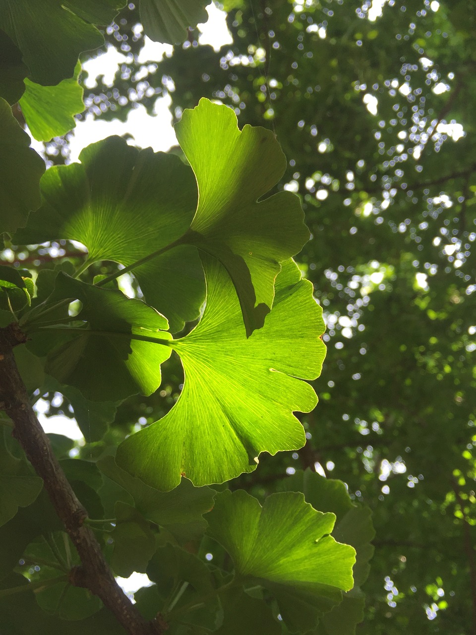 the leaves plant ginkgo free photo