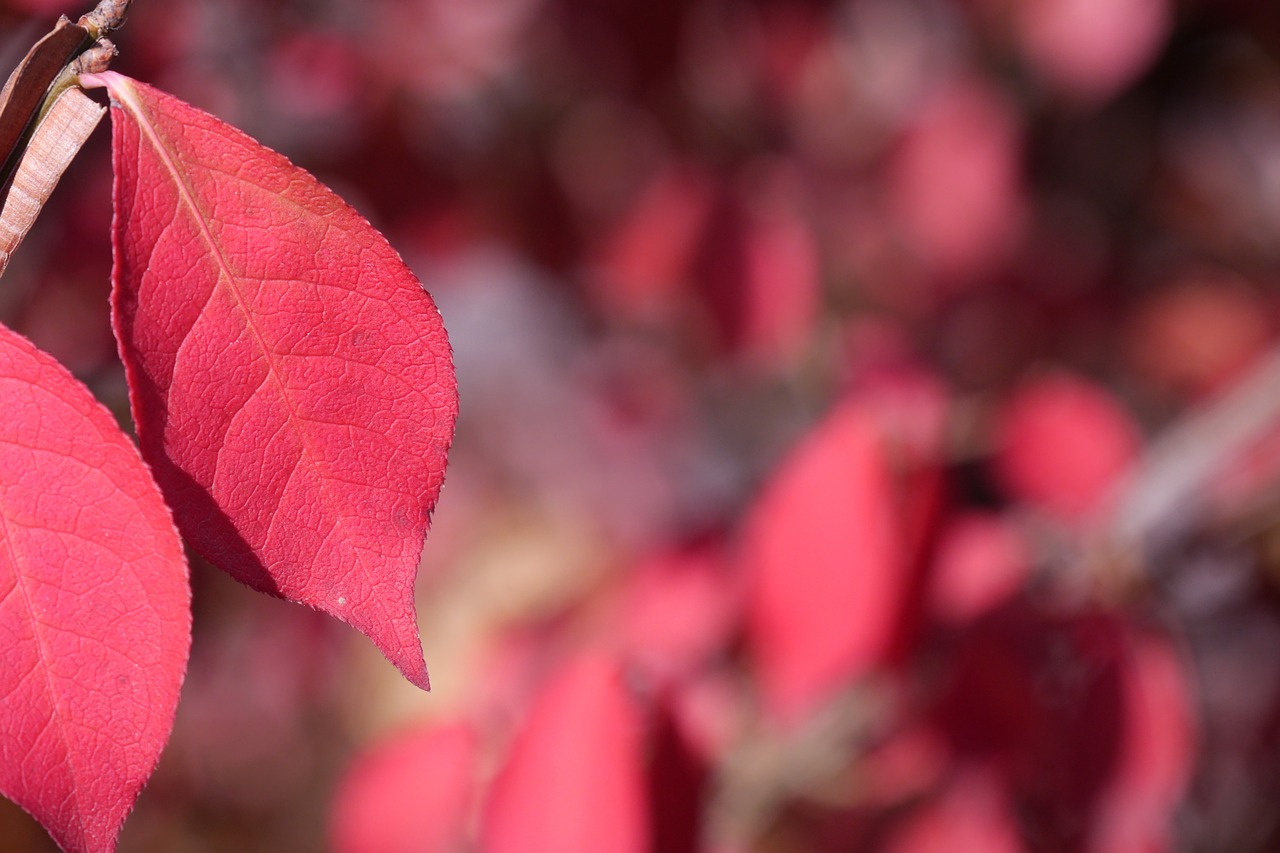 the leaves autumn autumn leaves free photo