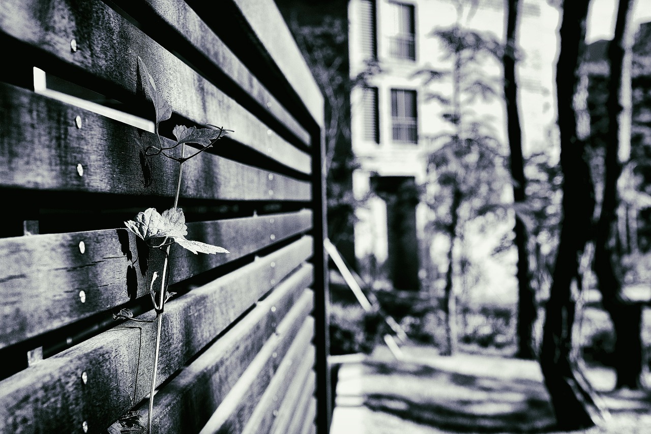 the leaves black and white fence free photo