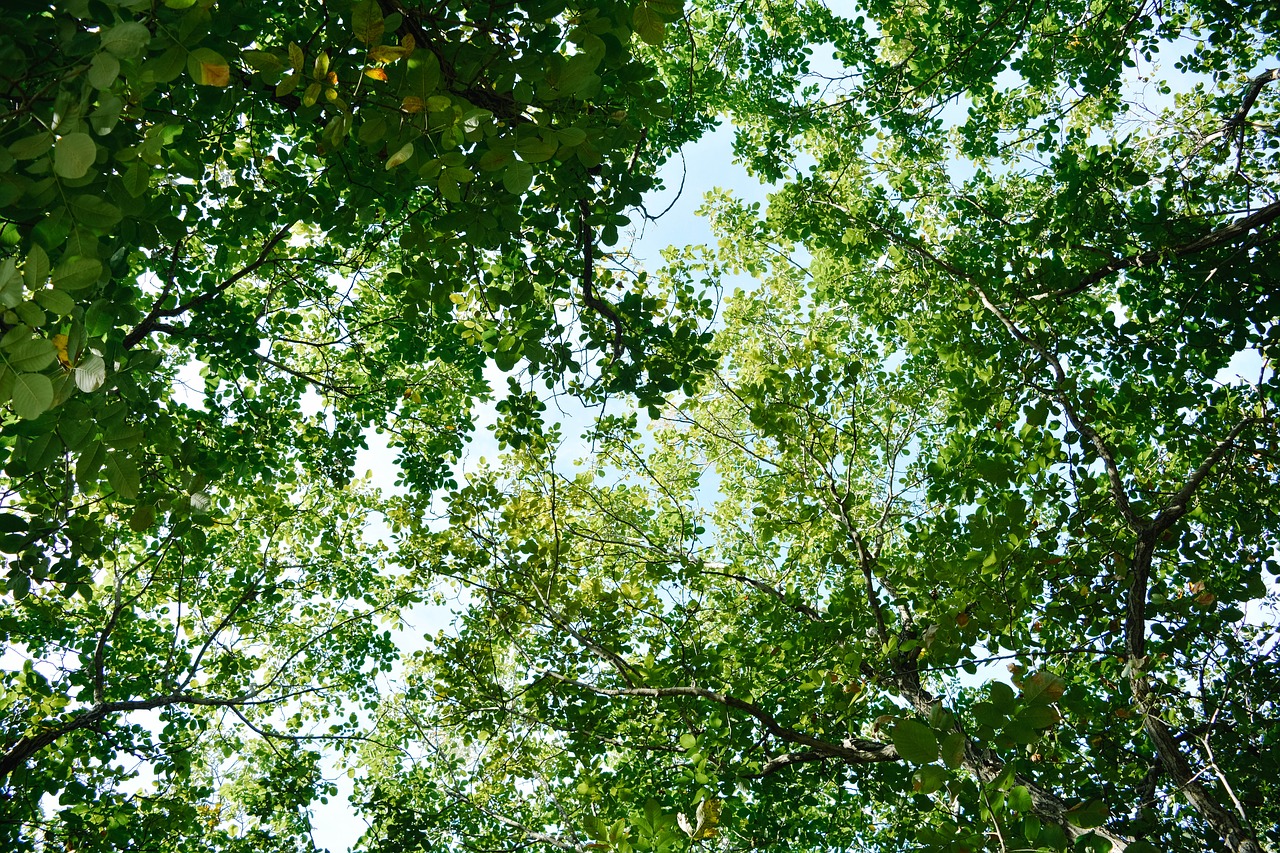 the leaves branch summer free photo