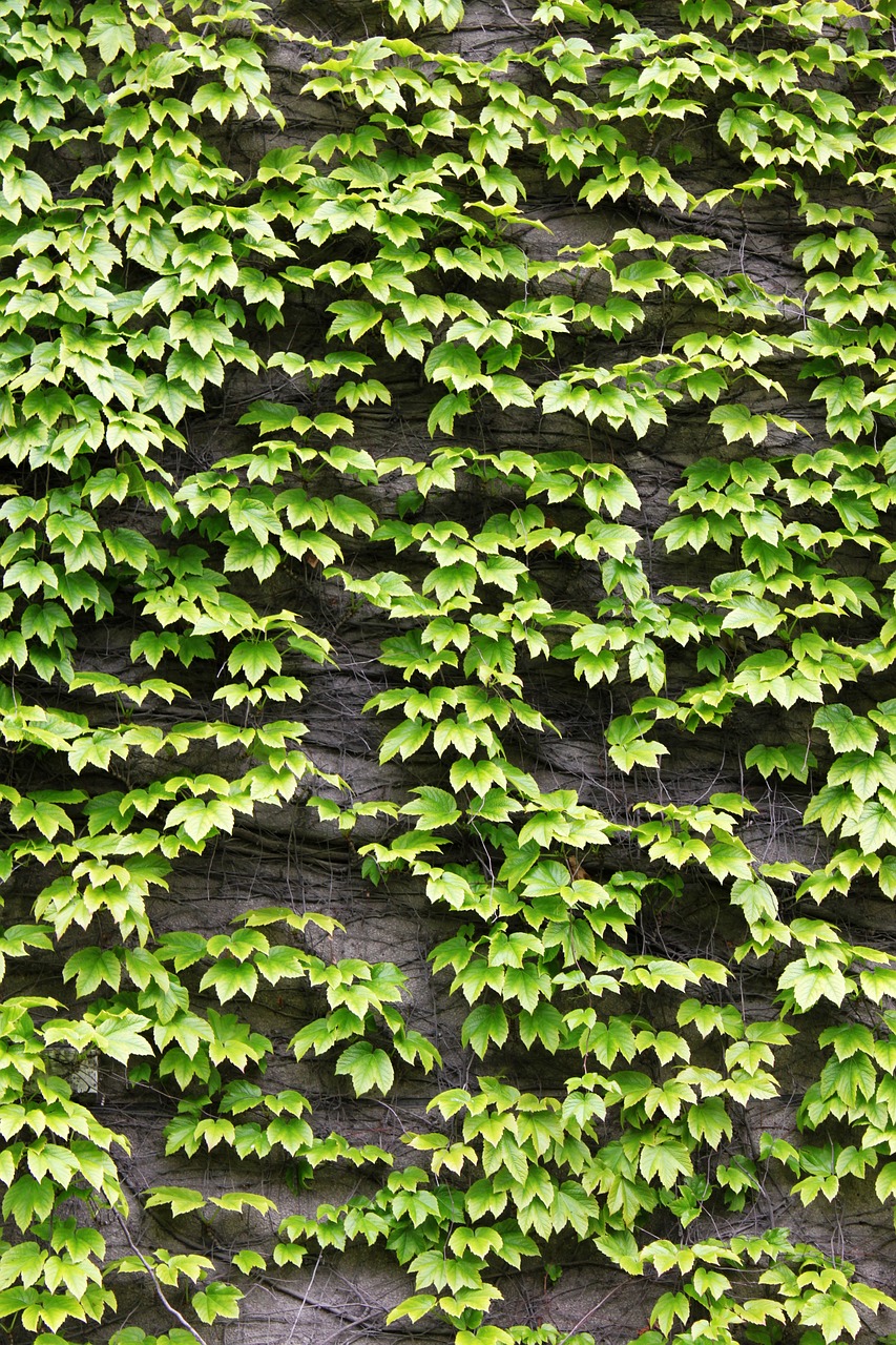 the leaves green ivy free photo