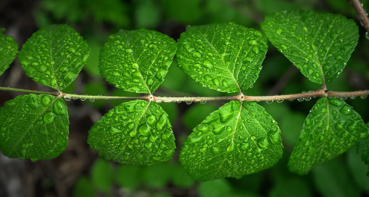 the leaves plants hwalyeob free photo