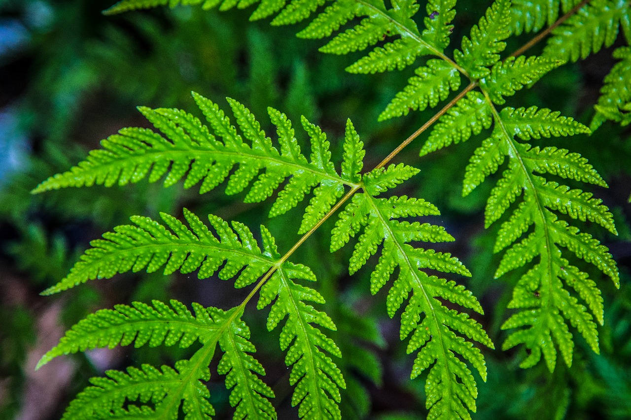 the leaves green macro free photo