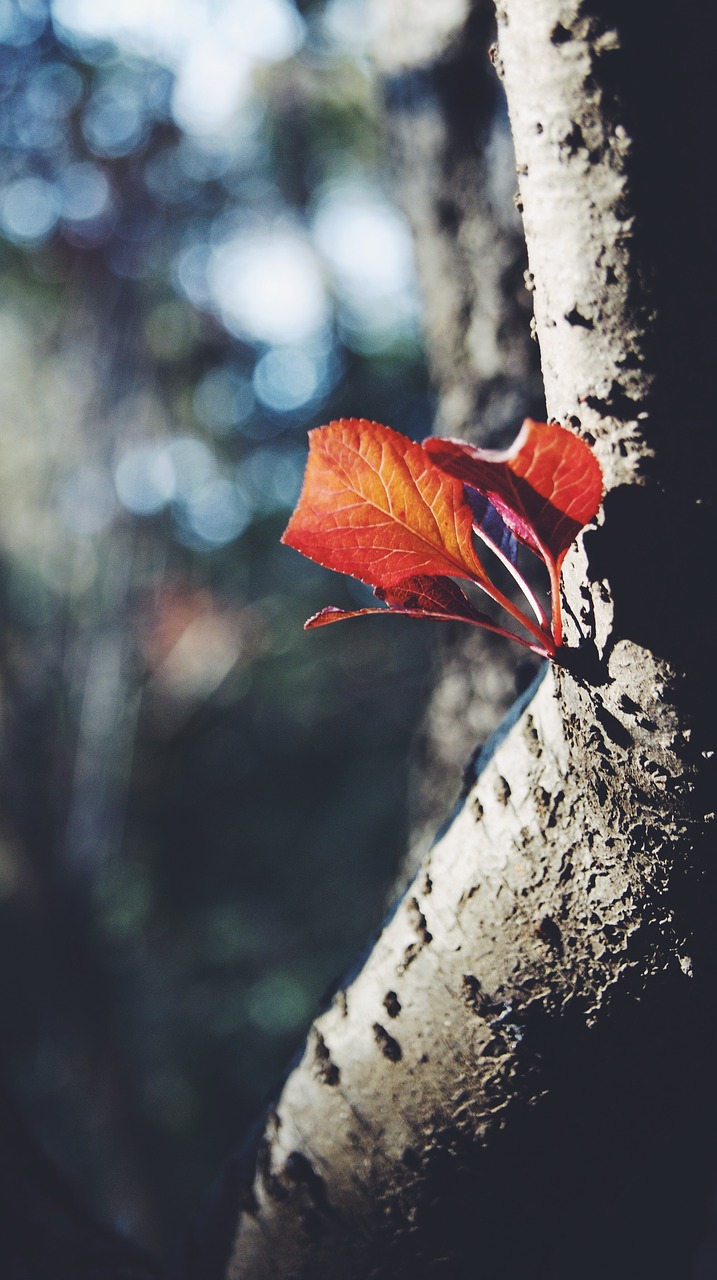 the leaves red leaves trees free photo