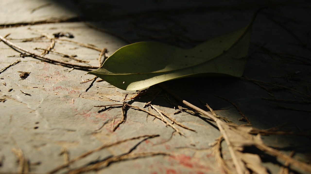 the leaves autumn defoliation free photo