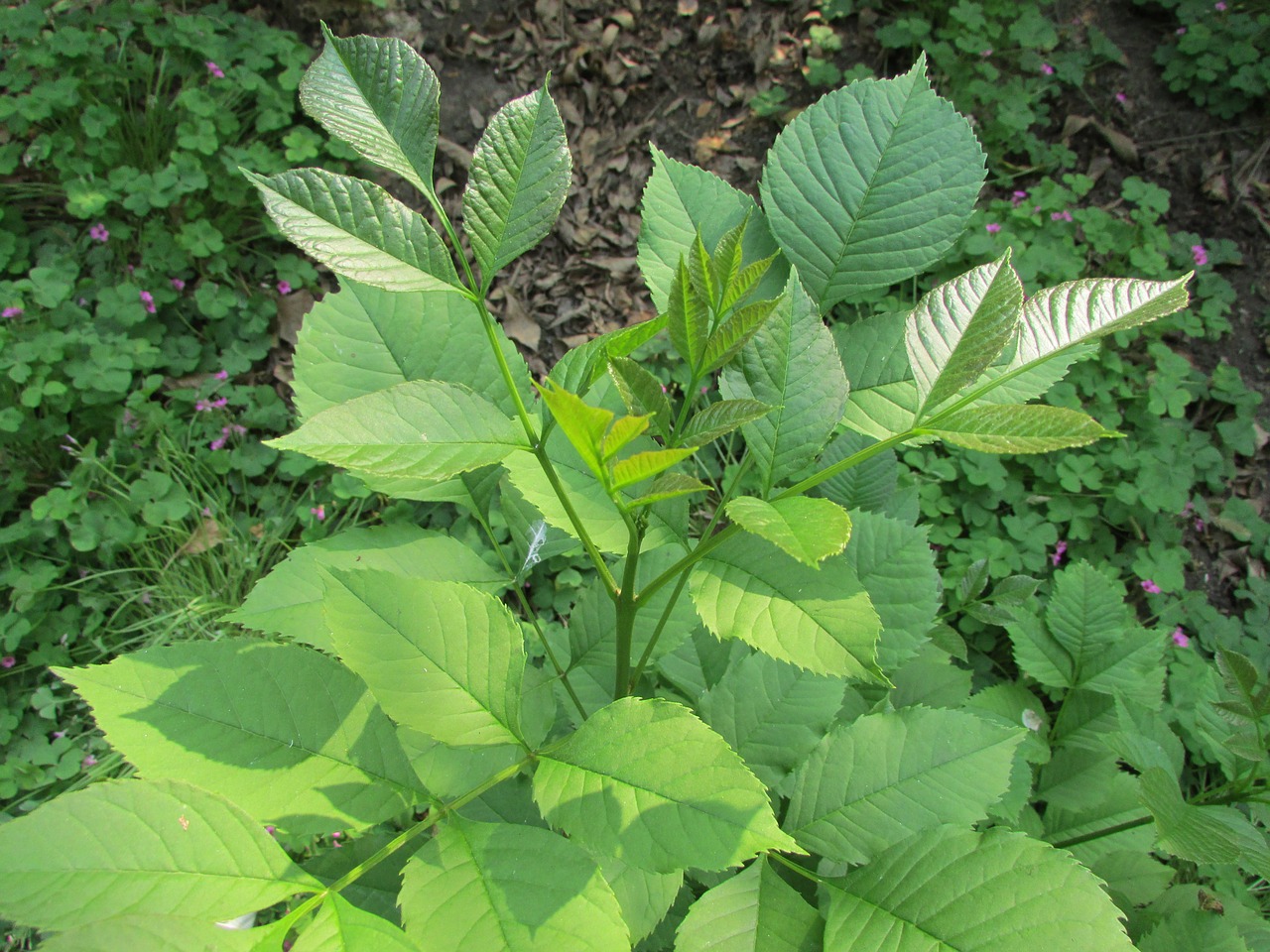 the leaves green summer free photo