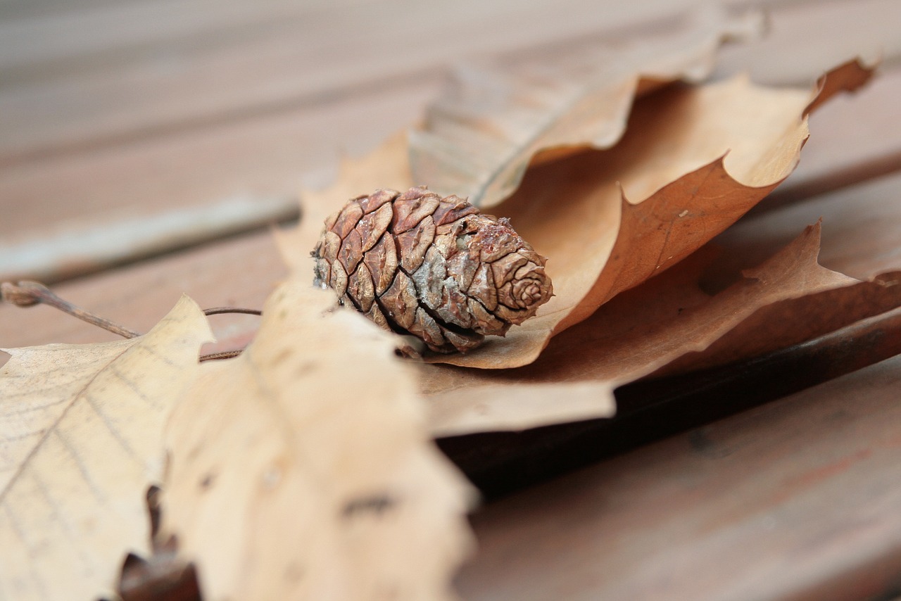 the leaves pine cone chair free photo