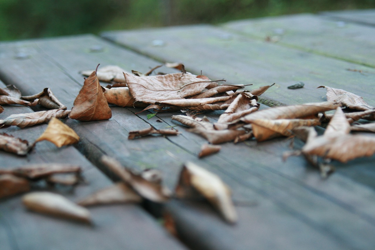 the leaves autumn chair free photo