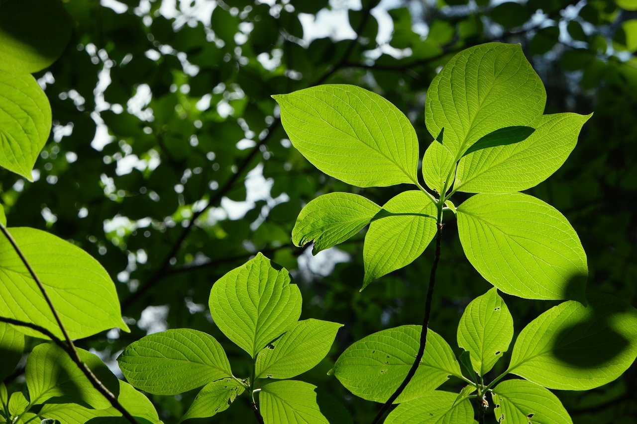 Широкие зеленые листочки