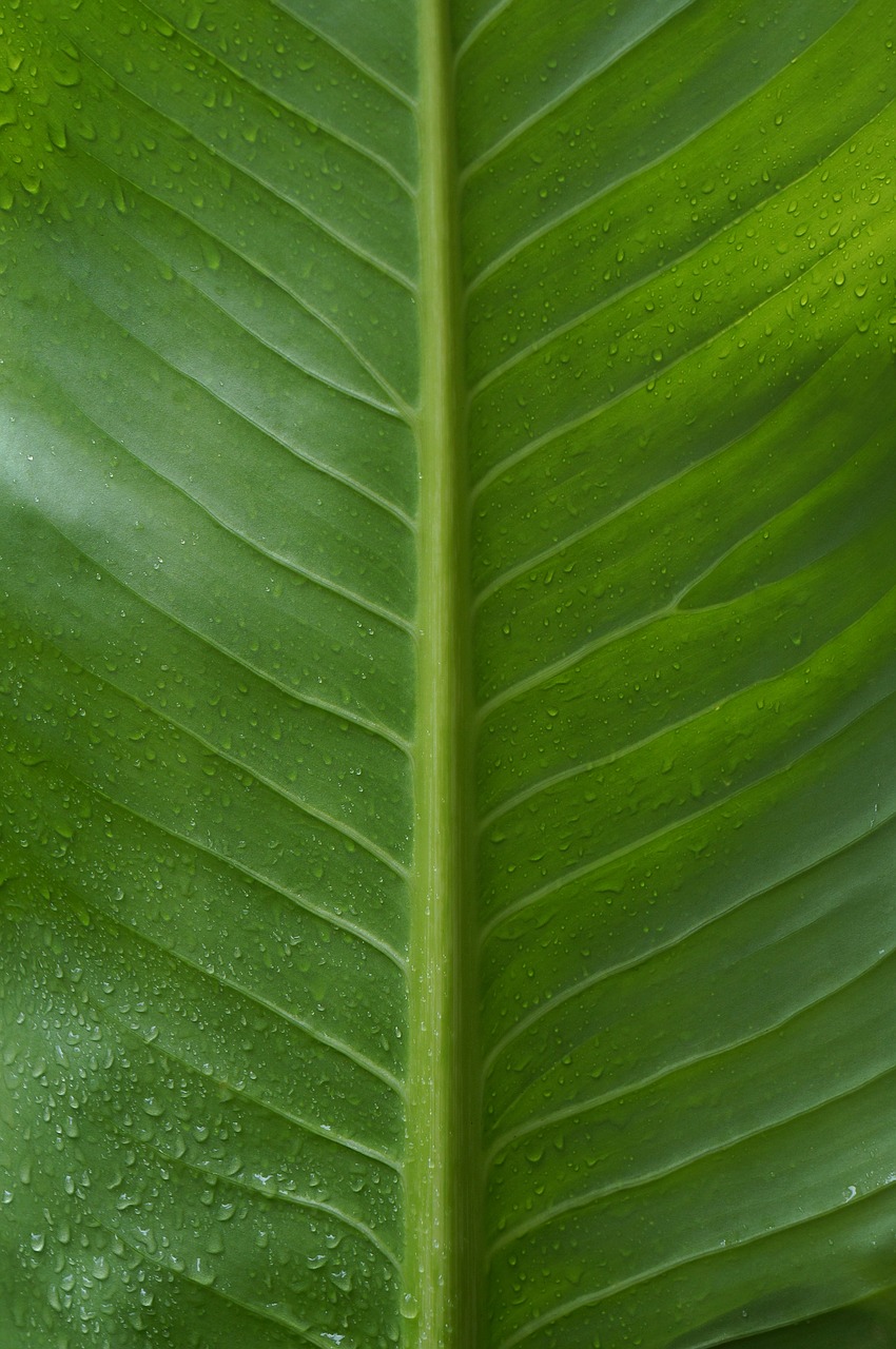the leaves green leaf large leaf free photo